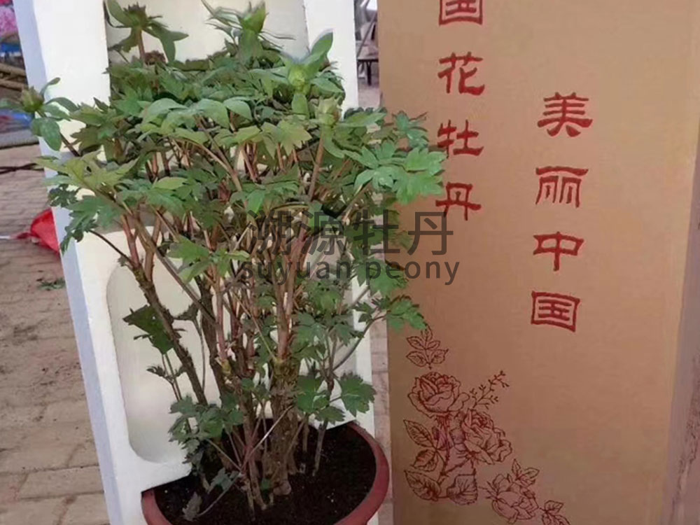 催花牡丹